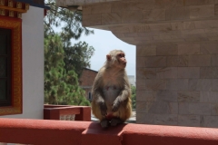 Affe in Tempelanlage Swayambhunath