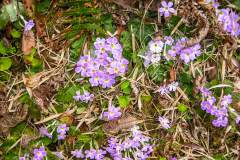 Himalaya-Gokyo-Lila-Blumen-Im-Gebirge