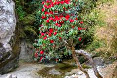 Himalaya-Gokyo-Rhododendron-Am-Fluss