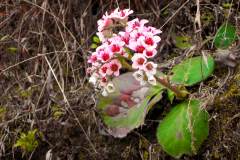 Himalaya-Kalapatar-Rosa-Blume-Im-Gebirge