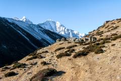 Himalaya-Kalapatar-Straeucher-Im-Gebirge