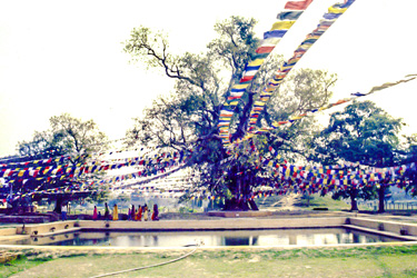 Buddha Geburtsort Lumbini Baum mit Teich
